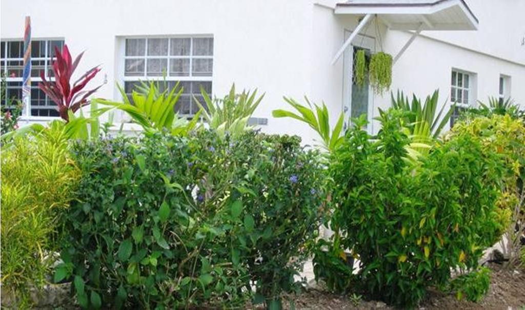 Palm Paradise Guest House And Apartments BARBADOS Ruang foto